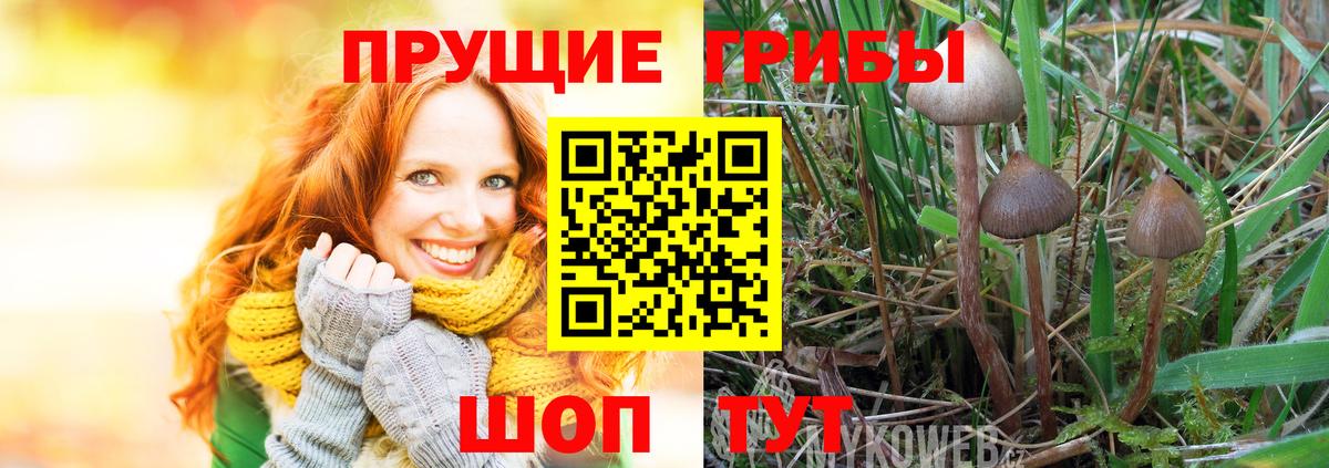 Коряжма  Псилоцибиновые грибы Psilocybine cubensis  Вход с VPN 